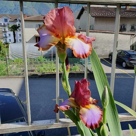 Minusio-locarno: Corallo Apt. 12 *